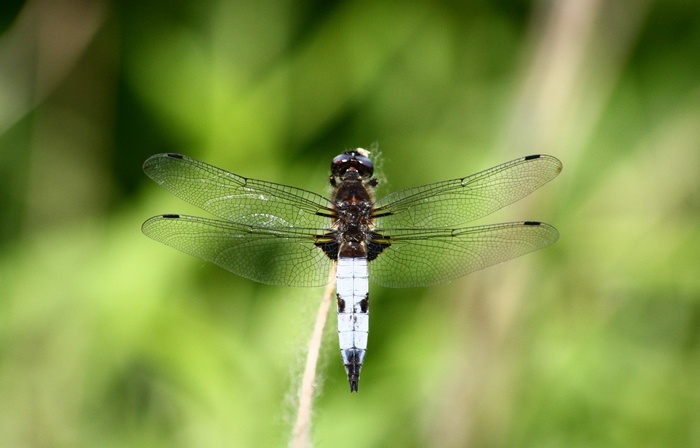 Libellula fulva???